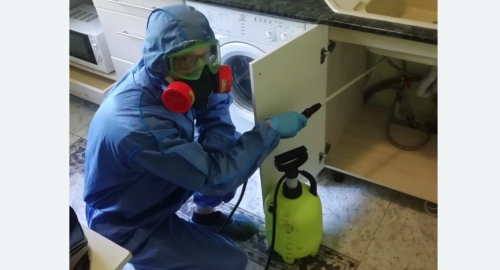 Уничтожение муравьев в квартире. Светогорск