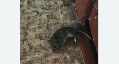 Дезинфекция от мышей в Светогорске