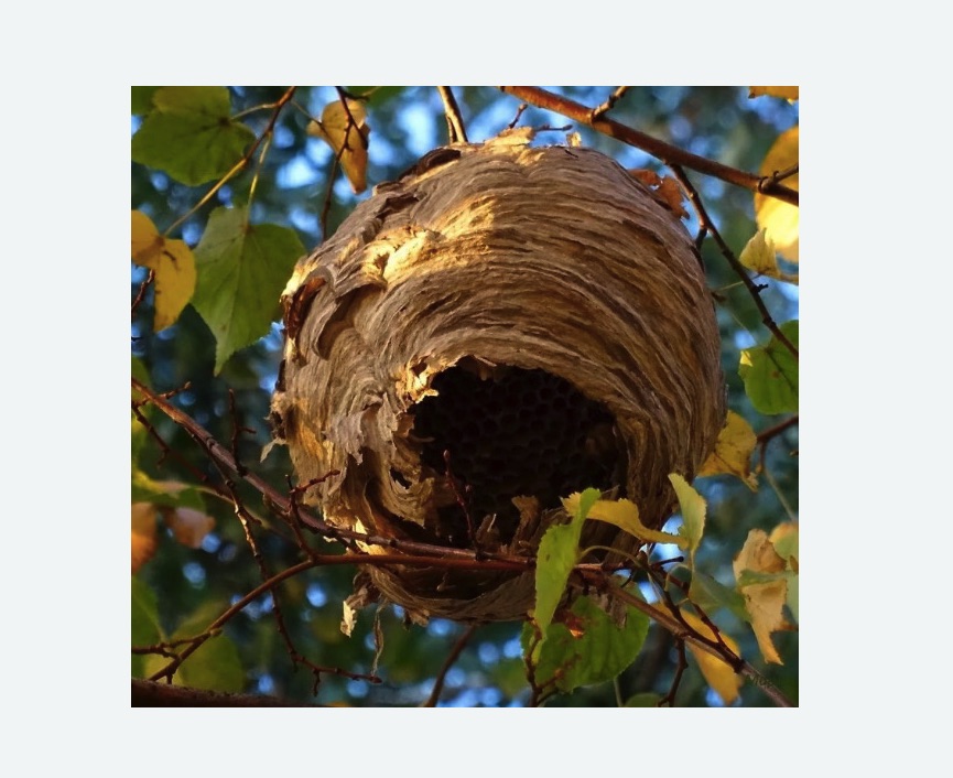 Обработка от шершней в Светогорске