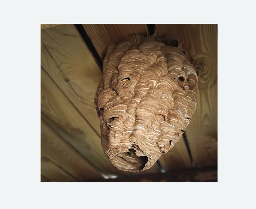 обработка от шершней в Светогорске