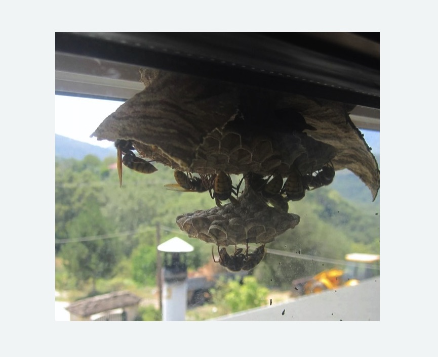 Уничтожение гнёзд шершней в Светогорске