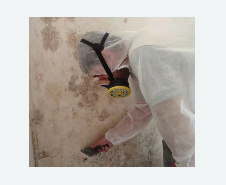 Обработка стен от плесени в Светогорске