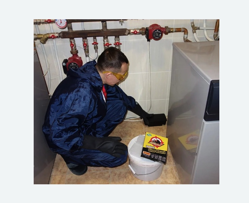 Уничтожение крыс в Светогорске